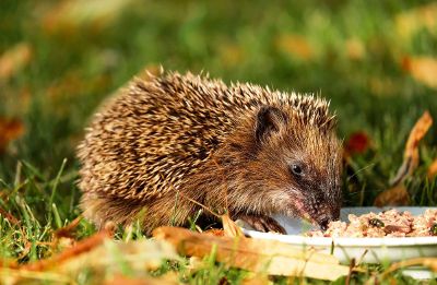 an animal feeding