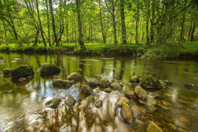 stream in a forest