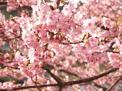 pink flowers on a tree