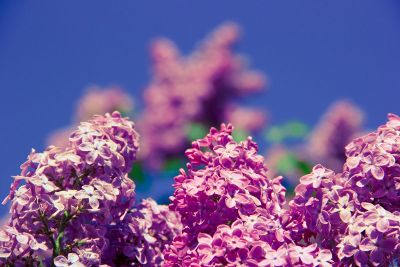 pink flowers on a blue background