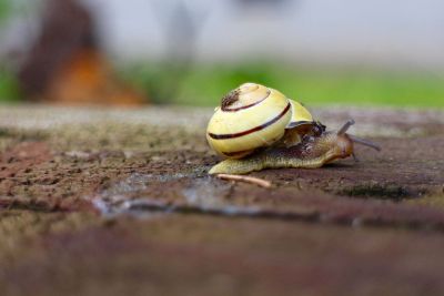 crawling snail