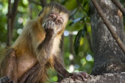 macaque perched in tree hand in front of face