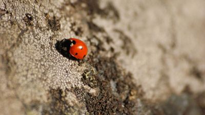 ladybug on tree bark