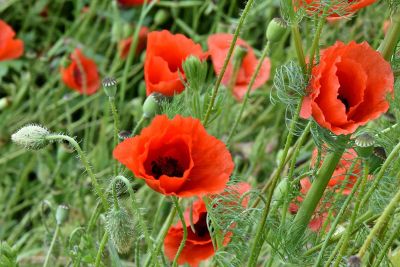 poppies in a field