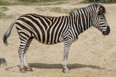 zebra in sand