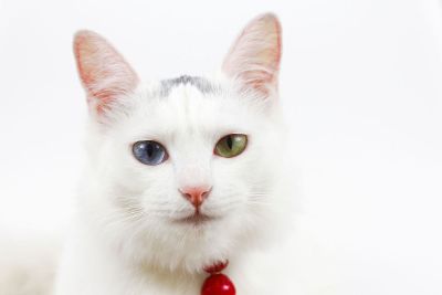 cute white cat