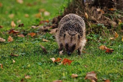 porcupine sniffing ground