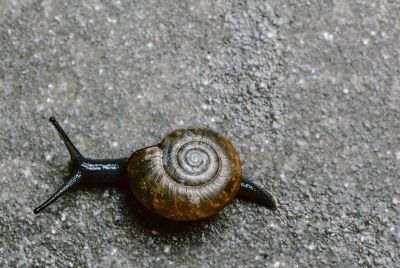 slug on asphalt