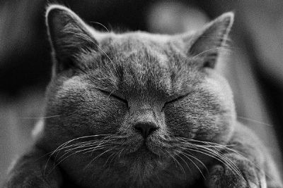 gray cat with closed eyes