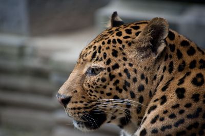 calm leopard