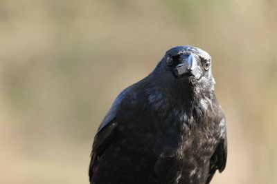 crow looking for something