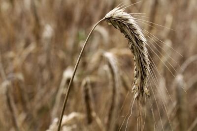 rice crop