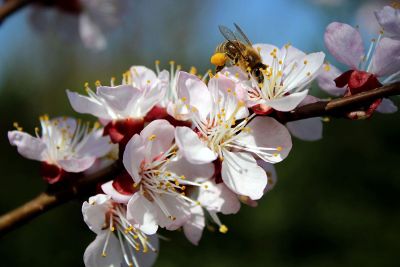 bee on flowers