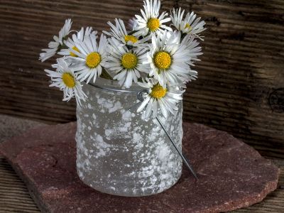 daisies in a jar