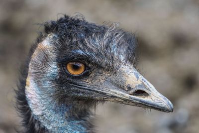 curly feathered bird