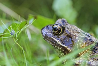 single toad