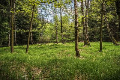 green forest in spring