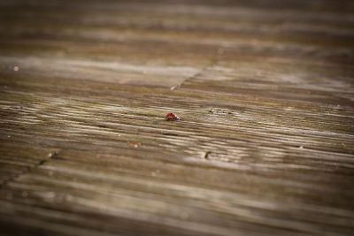 ladybird on wood