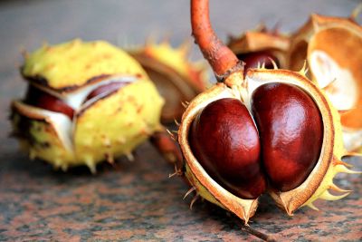 fruits on the floor