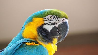 blue and green and gold parrot