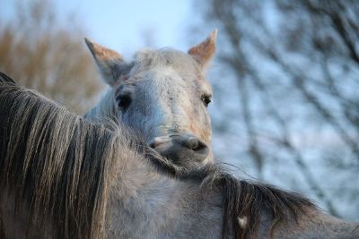 horse resting on another horse