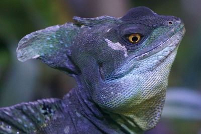 blue lizard portrait