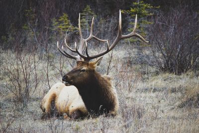 deer resting in forest