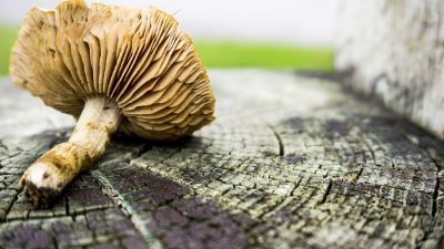 cut mushroom lying on a stump