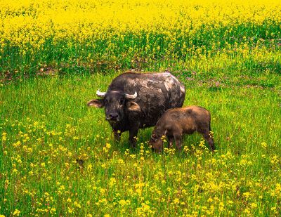 buffalo in the grass field