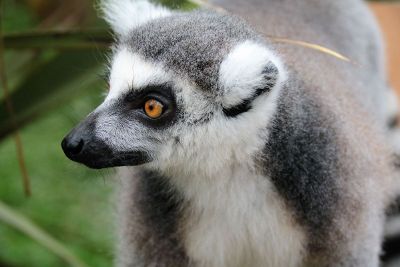 grey and white lemur