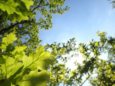 tree branches and the blue sky