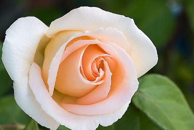 light pink rose in bloom