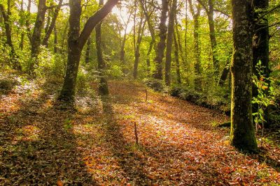 forest area