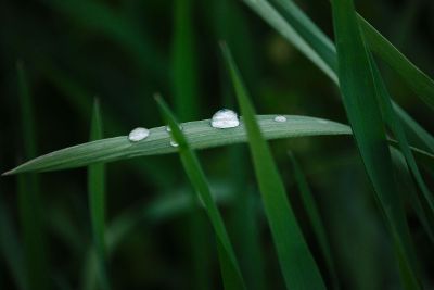 dew drop on grass