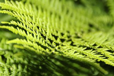 green fern leaves