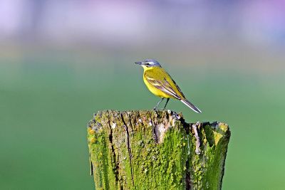 yellow bird on post