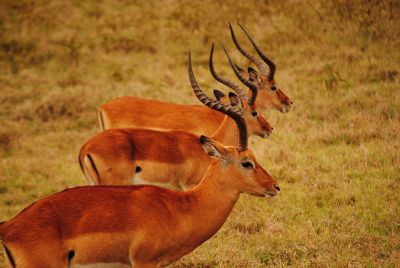 antelope standing in line