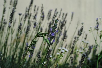 blue and white wild flowers