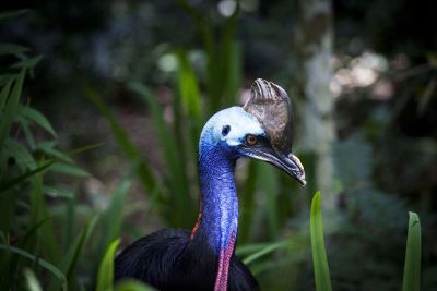 bird in the nature