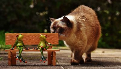 fluffy siamese cat investigating figurines