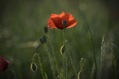 poppy flower in field