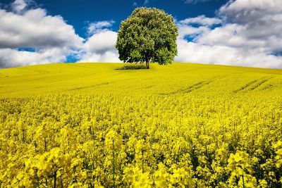 lone bushy tree in a field