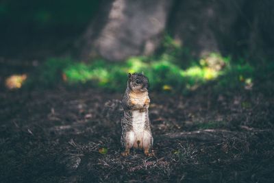 squirrel in nature