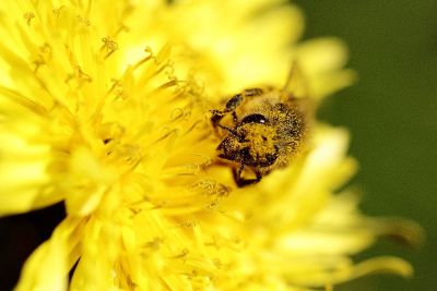 bee covered in pollen