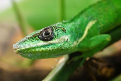 head of a bright green lizard