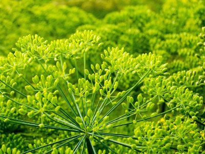 green plants with round buds