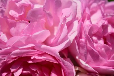 sea of pink petals