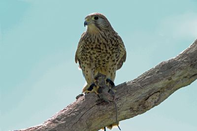 bird catching prey