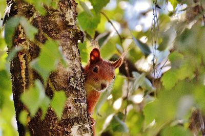red squirrel on a tree