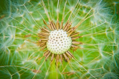 dandelion core zoomed in